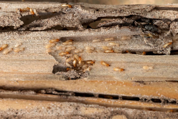 Best Mosquito Control Services  in Oak Grove, OR