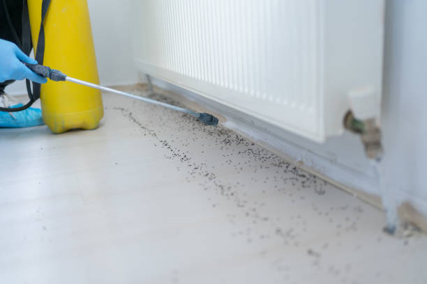 Flea Control Services in Oak Grove, OR